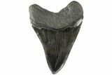 Glossy, Black,Fossil Megalodon Tooth - South Carolina #183614-1